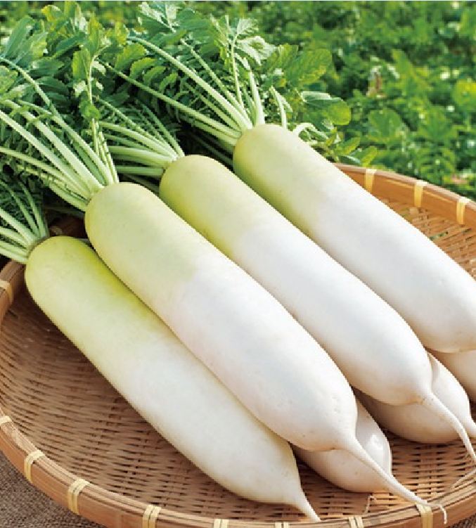 Hạt Giống Củ Cải Trắng Bạch Tuyết F1