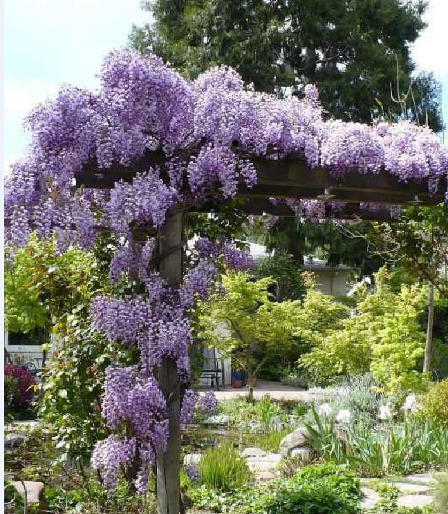 Hạt Giống Hoa Tử Đằng Hoa Tím