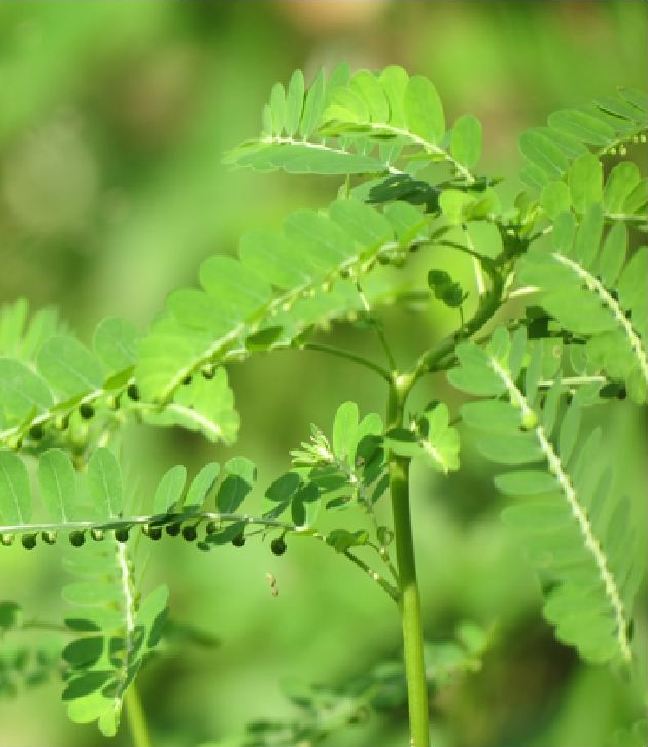 Hạt Giống Diệp Hạ Châu Đắng