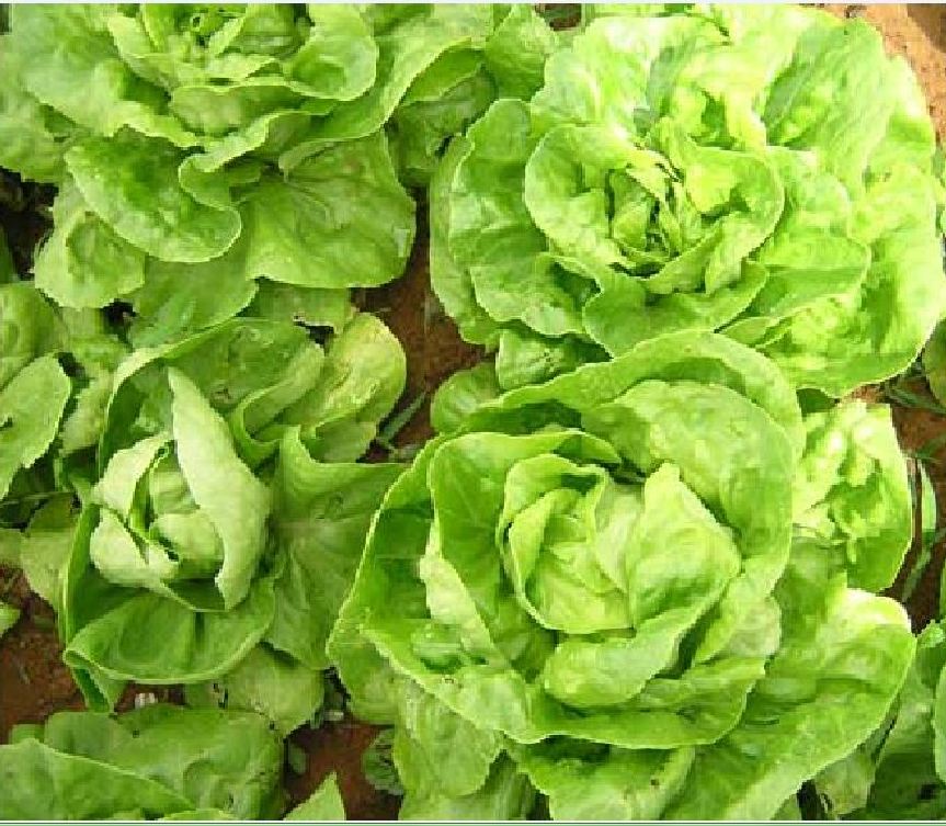 Hạt giống Rau Xà Lách Đăm Xanh Cao Sản - Gói 5gram