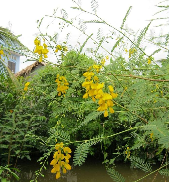 Hạt Giống Bông Điên Điển