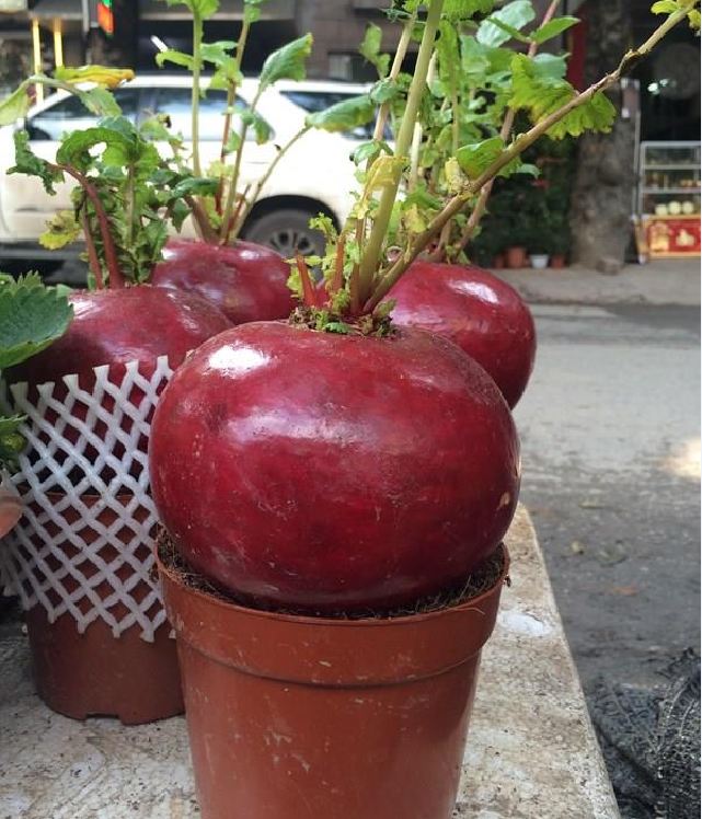 Hạt Giống Củ Cải Đỏ Khổng Lồ