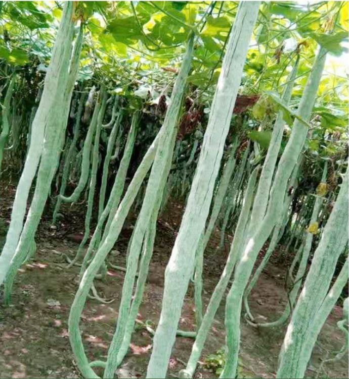 Hạt Giống Mướp Rắn Nhật Bản F1