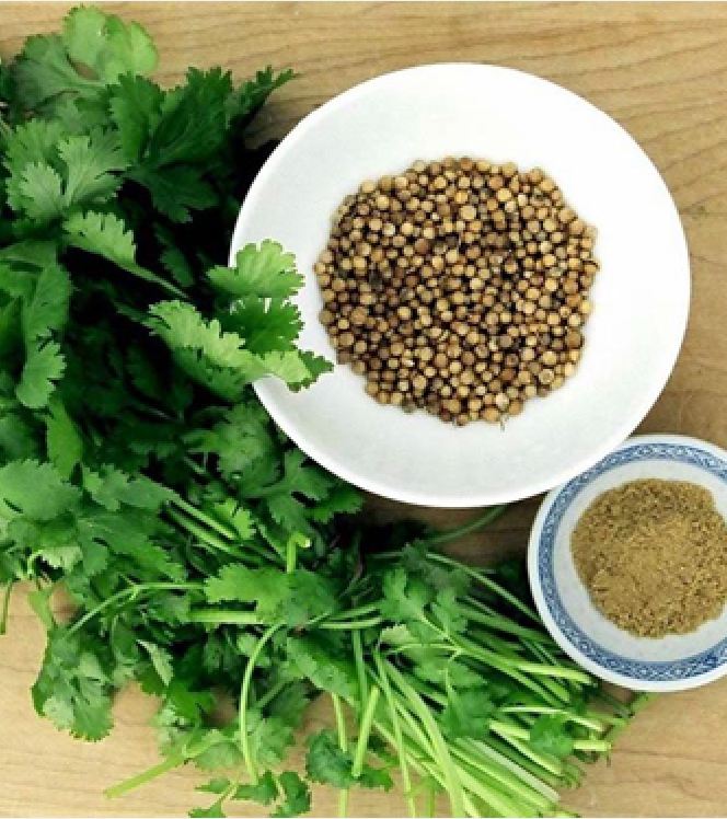 Hạt Giống Rau Mùi Cồn Tía ( Mùi Ta ) - Gói 20gram