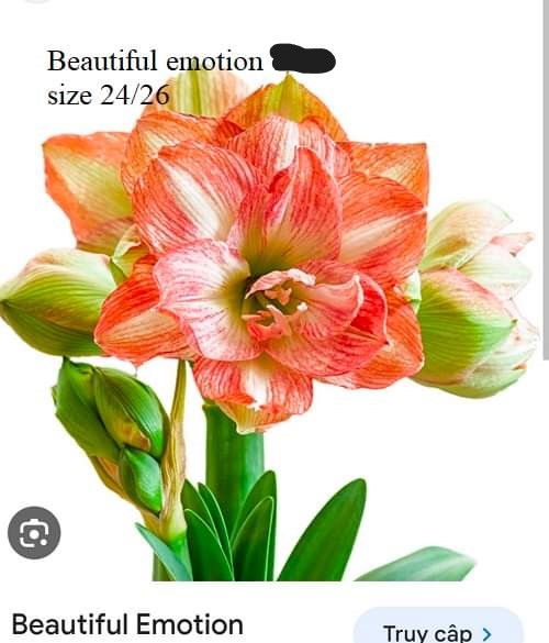 Củ hoa lan huệ cánh kép nhập khẩu - 1 củ (Tổng hợp nhiều loại cực đẹp)