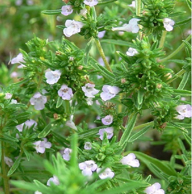 Hạt giống Cỏ Xạ Hương Thyme