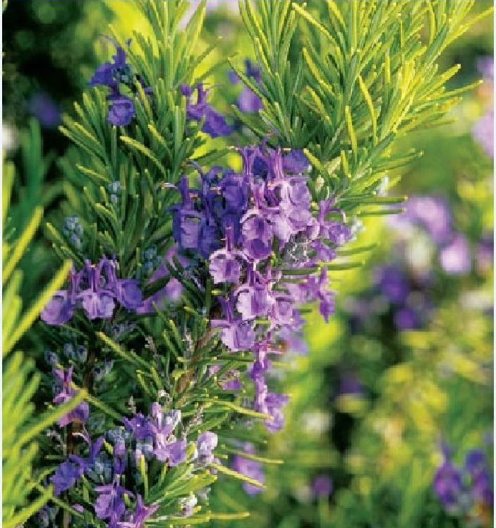 Hạt Giống Cây Hương Thảo Rosemary