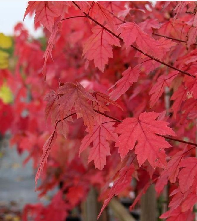 Hạt Giống Cây Phong Lá Đỏ