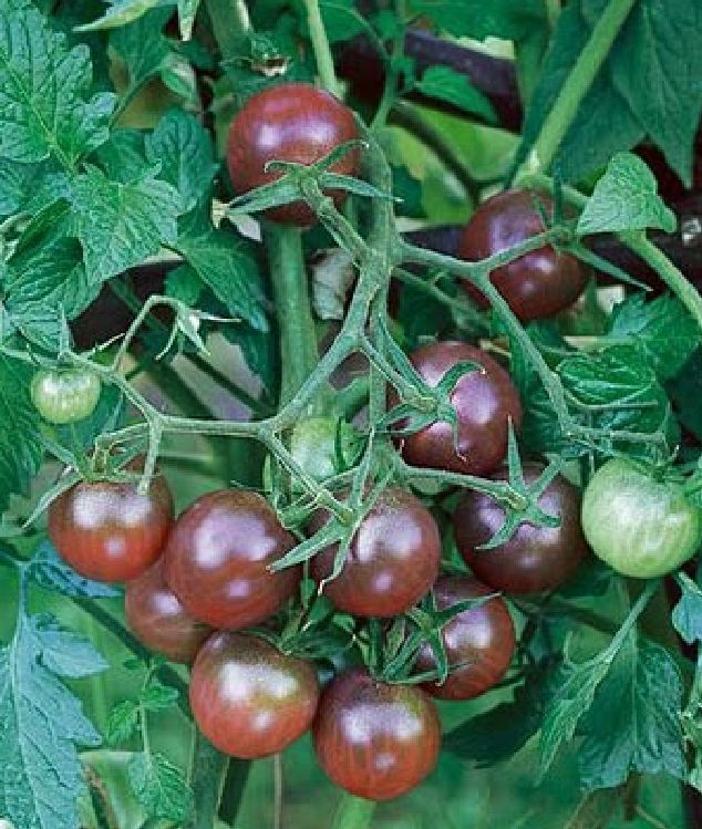 Hạt Giống Cà Chua Bi Socola F1 (Cà Chua Cherry)