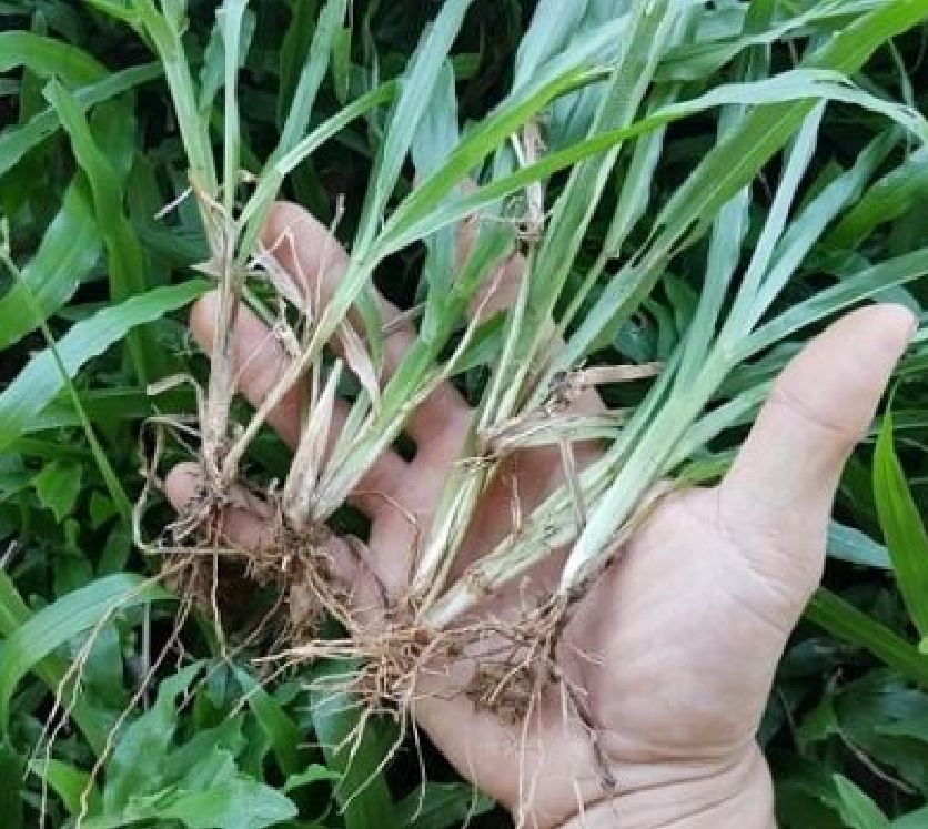 Hạt Giống Cỏ Lá Gừng (Cỏ Lá Tre )