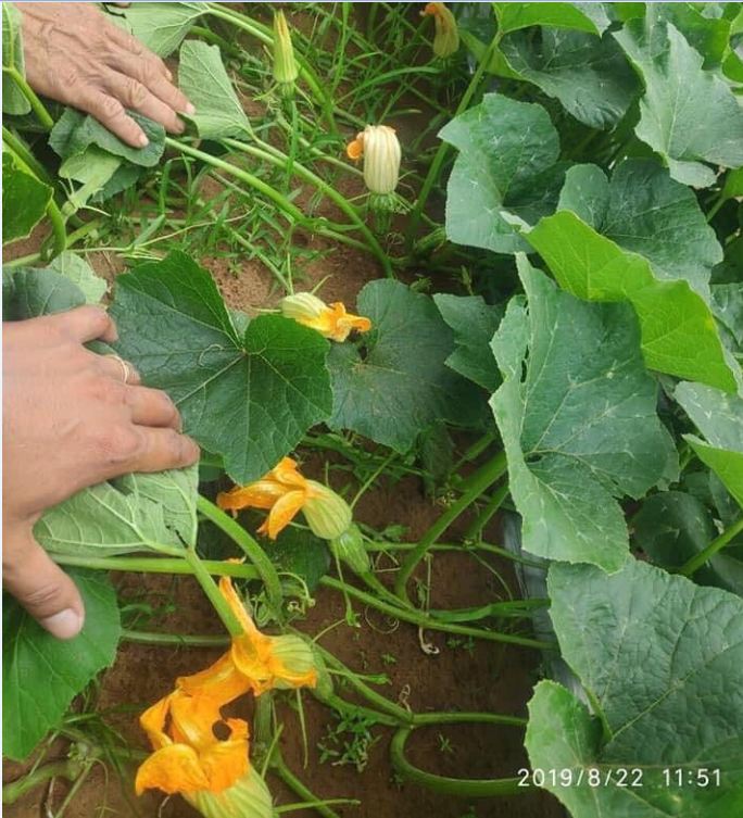 Hạt Giống Bí Siêu Nụ Cao Sản