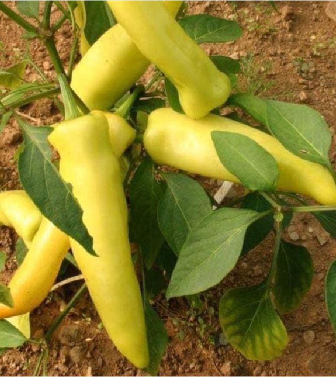 Hạt Giống Ớt Ngọt Đùi Gà Thái Lan - Gói 0,5gr