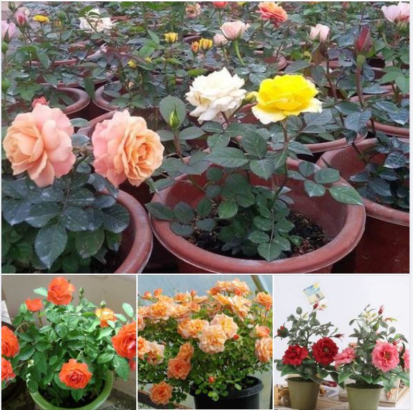 Hạt Giống Hoa Hồng Tỉ Muội Mix Màu