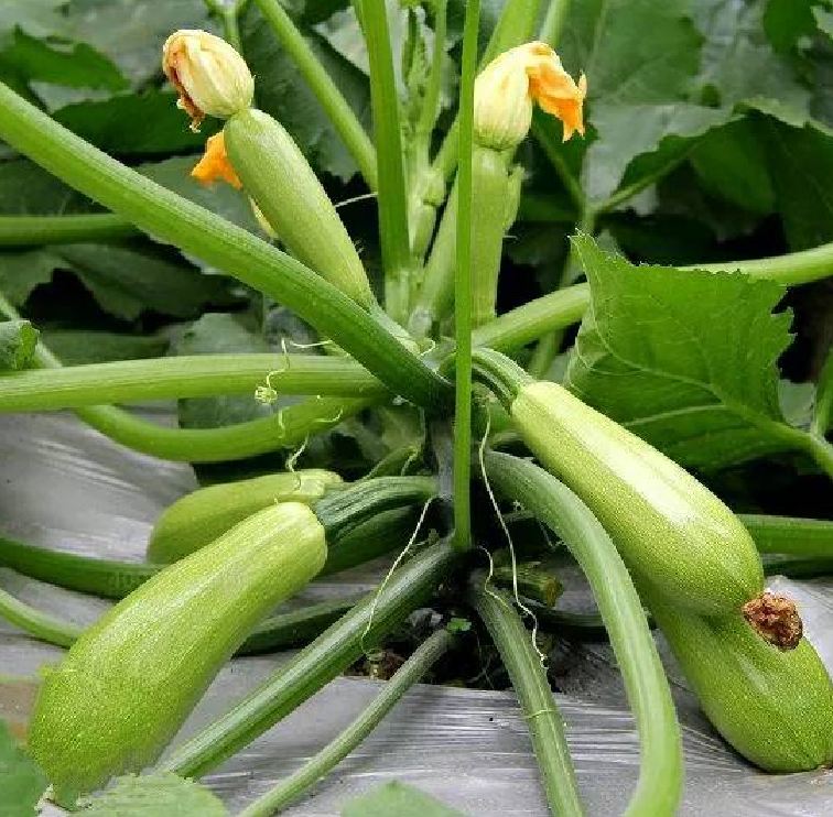 Hạt Giống Bí Ngòi Xanh Trái Dài F1