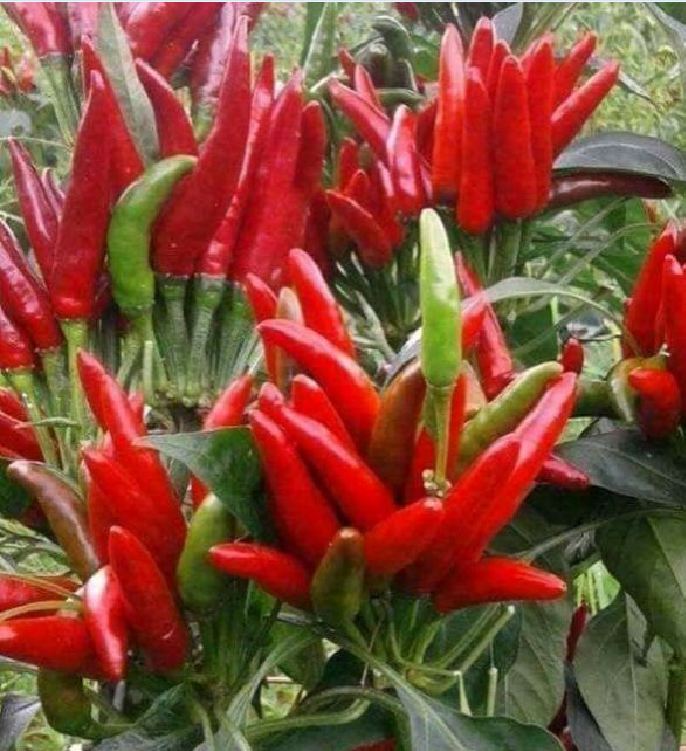 Hạt Giống Ớt Chỉ Thiên Chùm Đỏ Siêu Cay