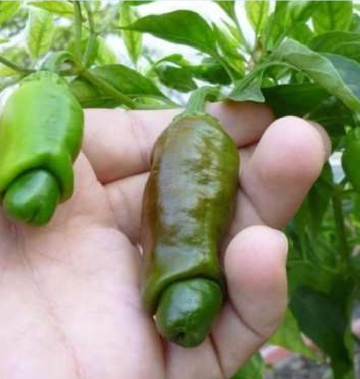Hạt Giống Ớt Cu Tí ( Ớt Peter )