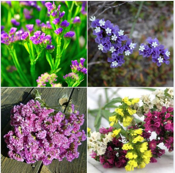 Hạt Giống Hoa Salem Mix Màu