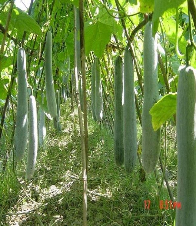 Hạt Giống Bí Xanh Trái Dài( Bí Sặt, Bí Đao)