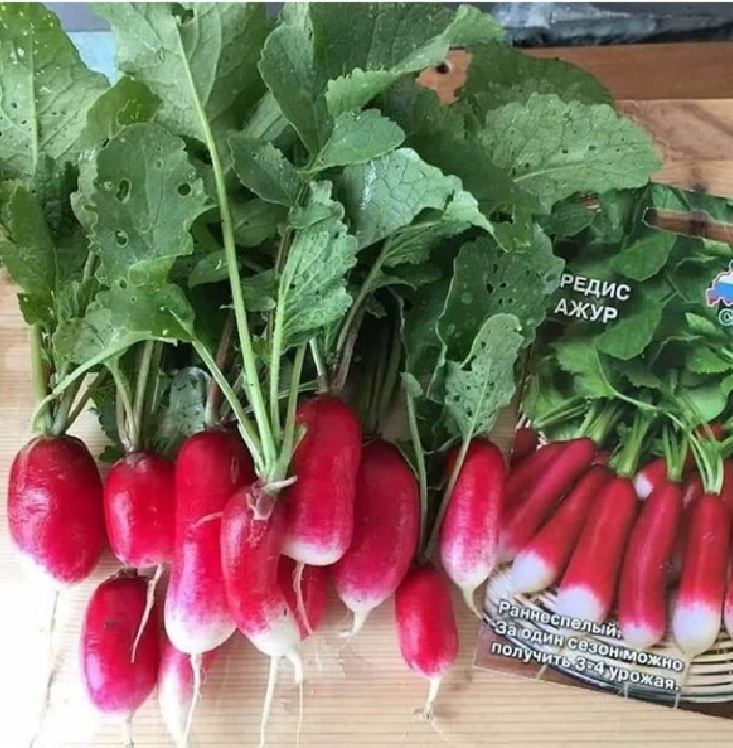 Hạt Giống Củ Cải Đỏ Dài F1