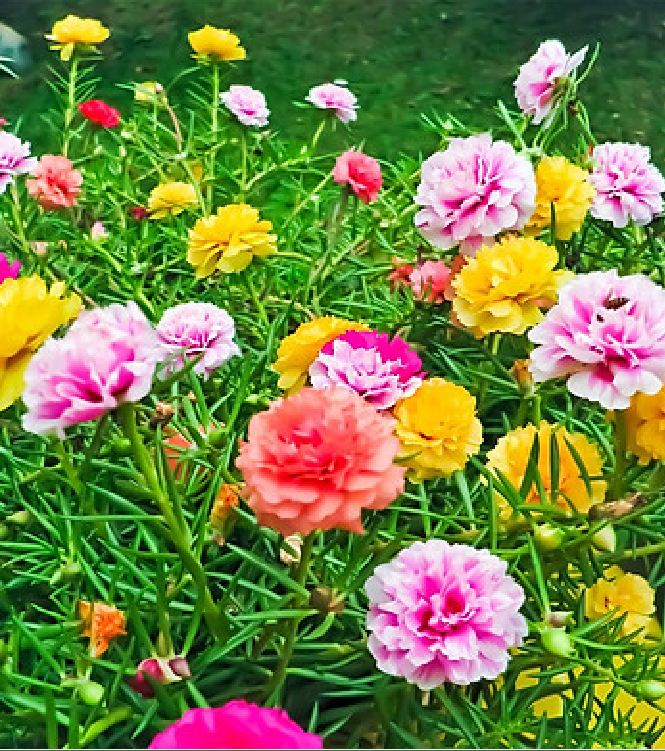 Hạt Giống Hoa Mười Giờ Mỹ Cánh Kép F1