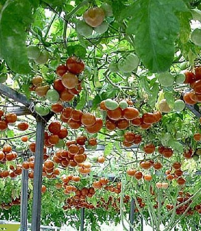 Hạt Giống Cà Chua Leo Giàn - Cà Chua Bạch Tuộc