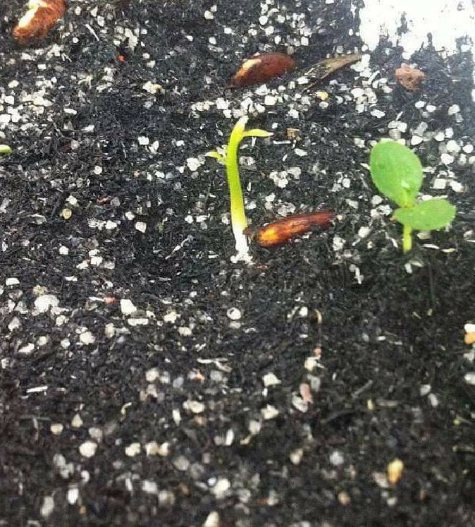 Hạt Giống Hoa Tử Đằng Hoa Tím