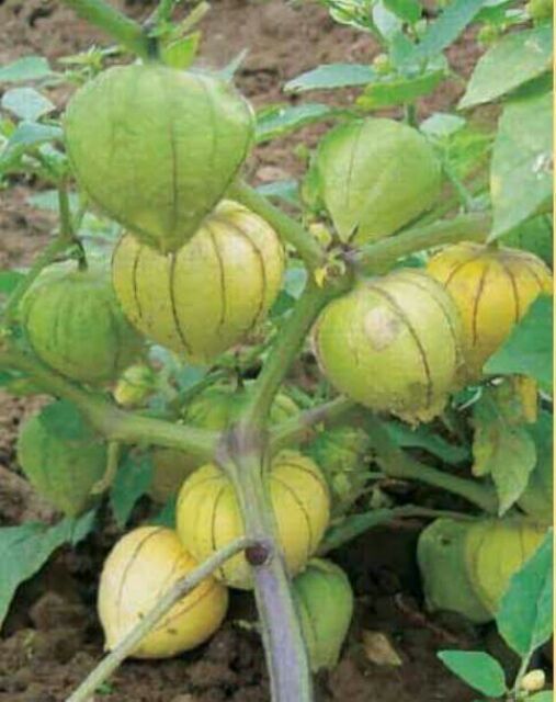 Hạt Giống Thù Lù Nam Mỹ Gold
