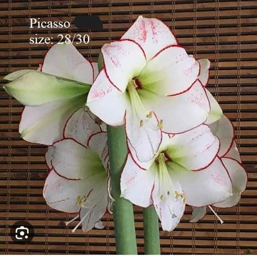 Củ hoa lan huệ cánh kép nhập khẩu - 1 củ (Tổng hợp nhiều loại cực đẹp)