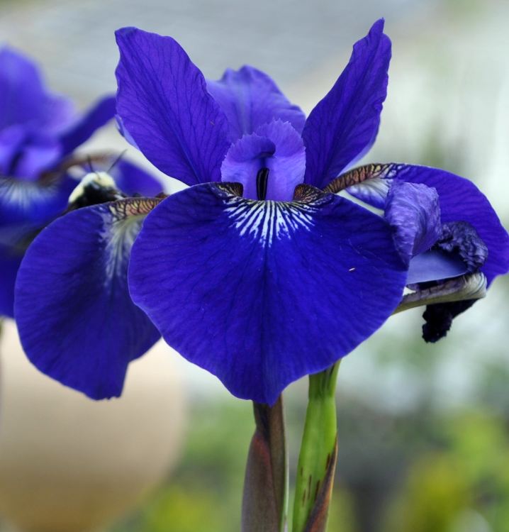 Hạt Giống Diên Vĩ Xanh (Iris Xanh )