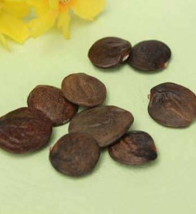 Hạt Giống Hoa Tử Đằng Nhiều Màu