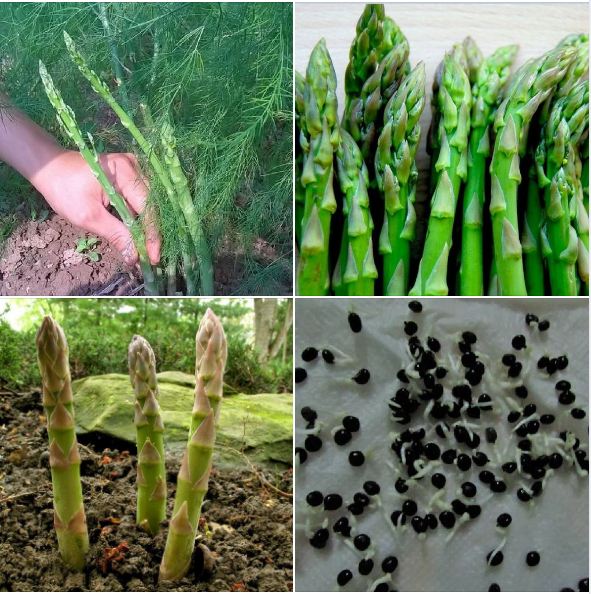 Hạt Giống Măng Tây Xanh F1