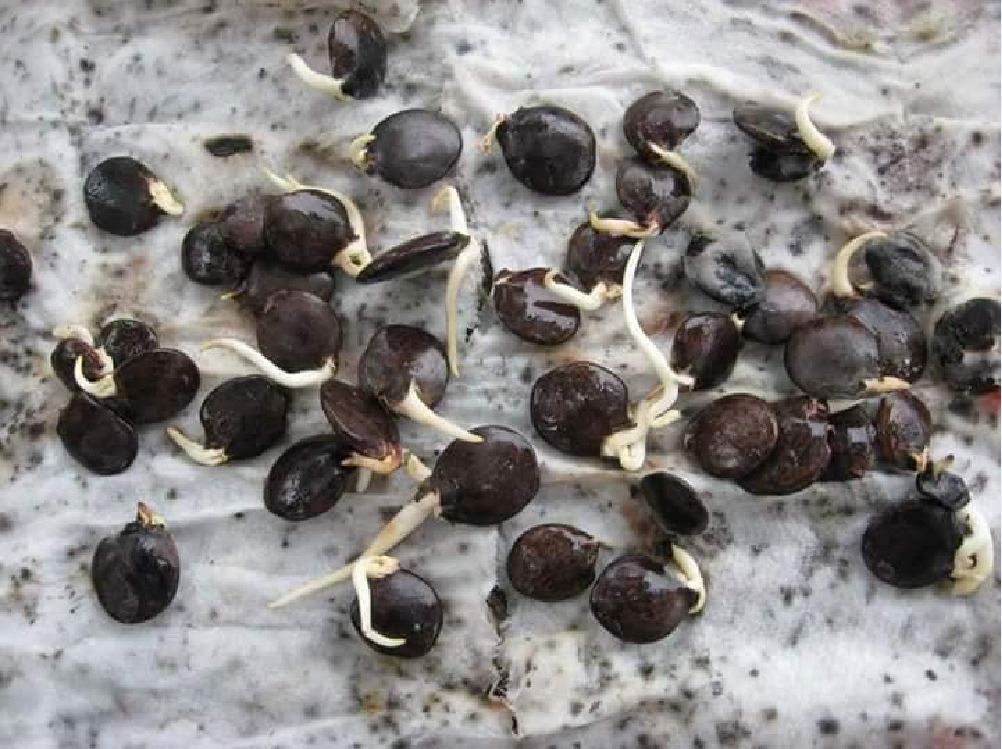 Hạt Giống Hoa Tử Đằng Hoa Tím