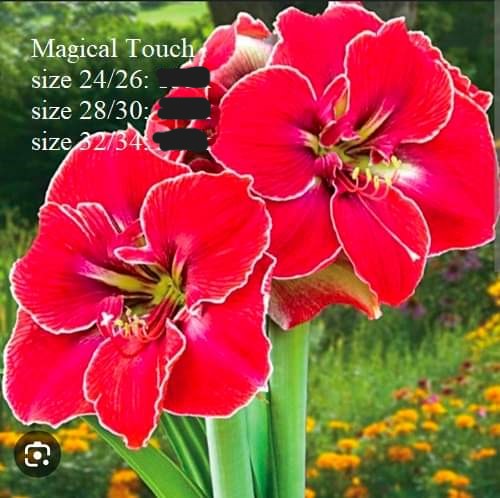 Củ hoa lan huệ cánh kép nhập khẩu - 1 củ (Tổng hợp nhiều loại cực đẹp)