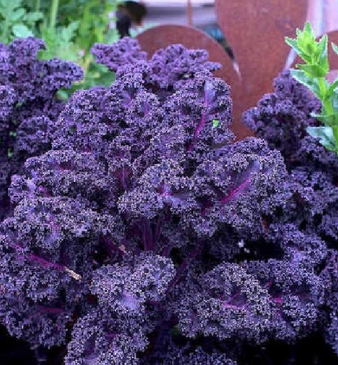 Hạt Giống Rau Cải Xoăn Tím - Cải Kale Tím