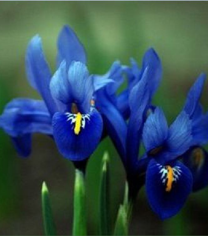 Hạt Giống Diên Vĩ Xanh (Iris Xanh )