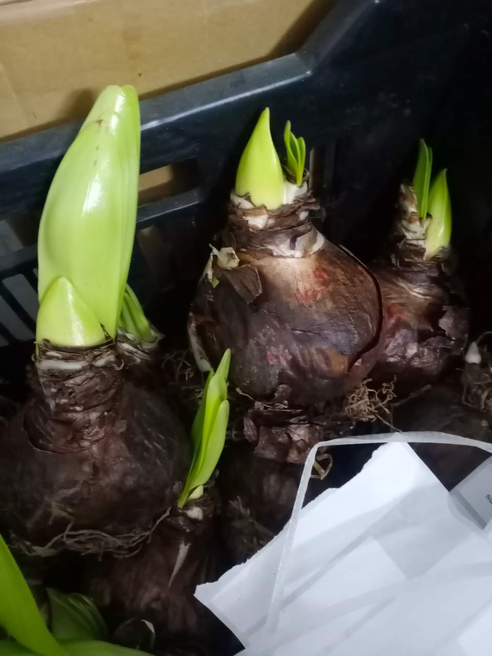 Củ hoa lan huệ cánh kép nhập khẩu - 1 củ (Tổng hợp nhiều loại cực đẹp)