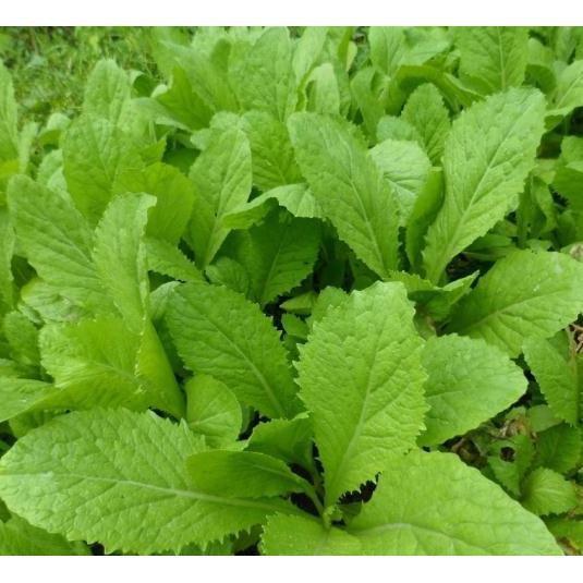 Hạt giống rau cải ăn non baby