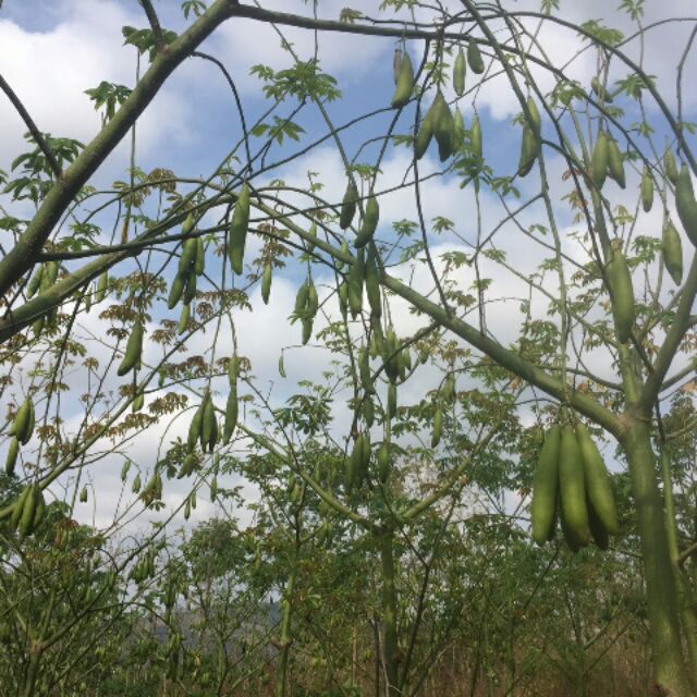 Hạt Giống Cây Bông Gòn