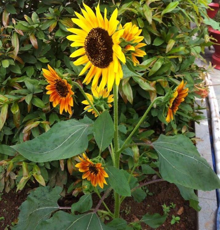 Hạt Giống Hoa Hướng Dương Cam