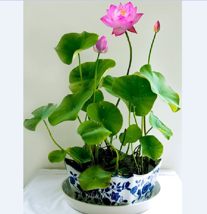 Hạt giống hoa sen mini nhật mix màu