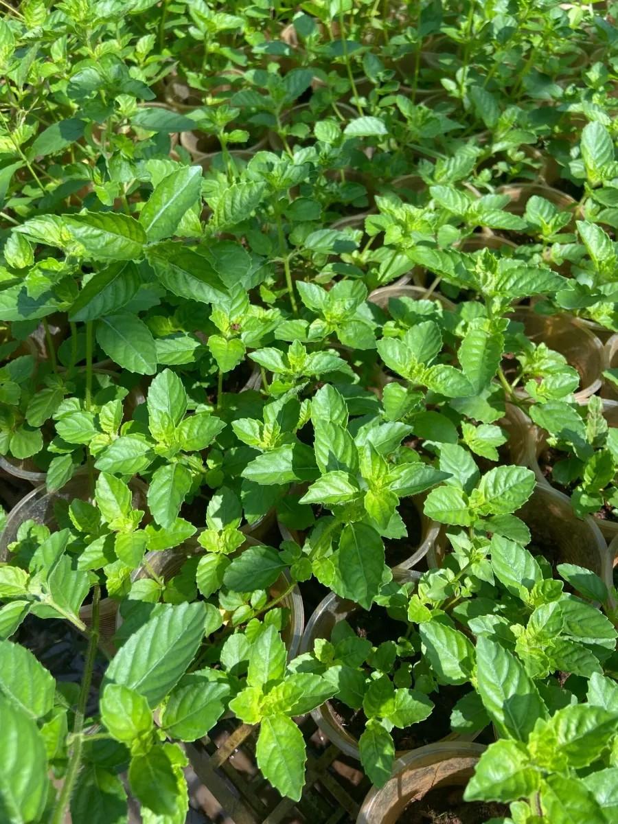 Hạt Giống Cây Sương Sáo Thạch Đen ( cây dược liệu ) gói 20 hạt