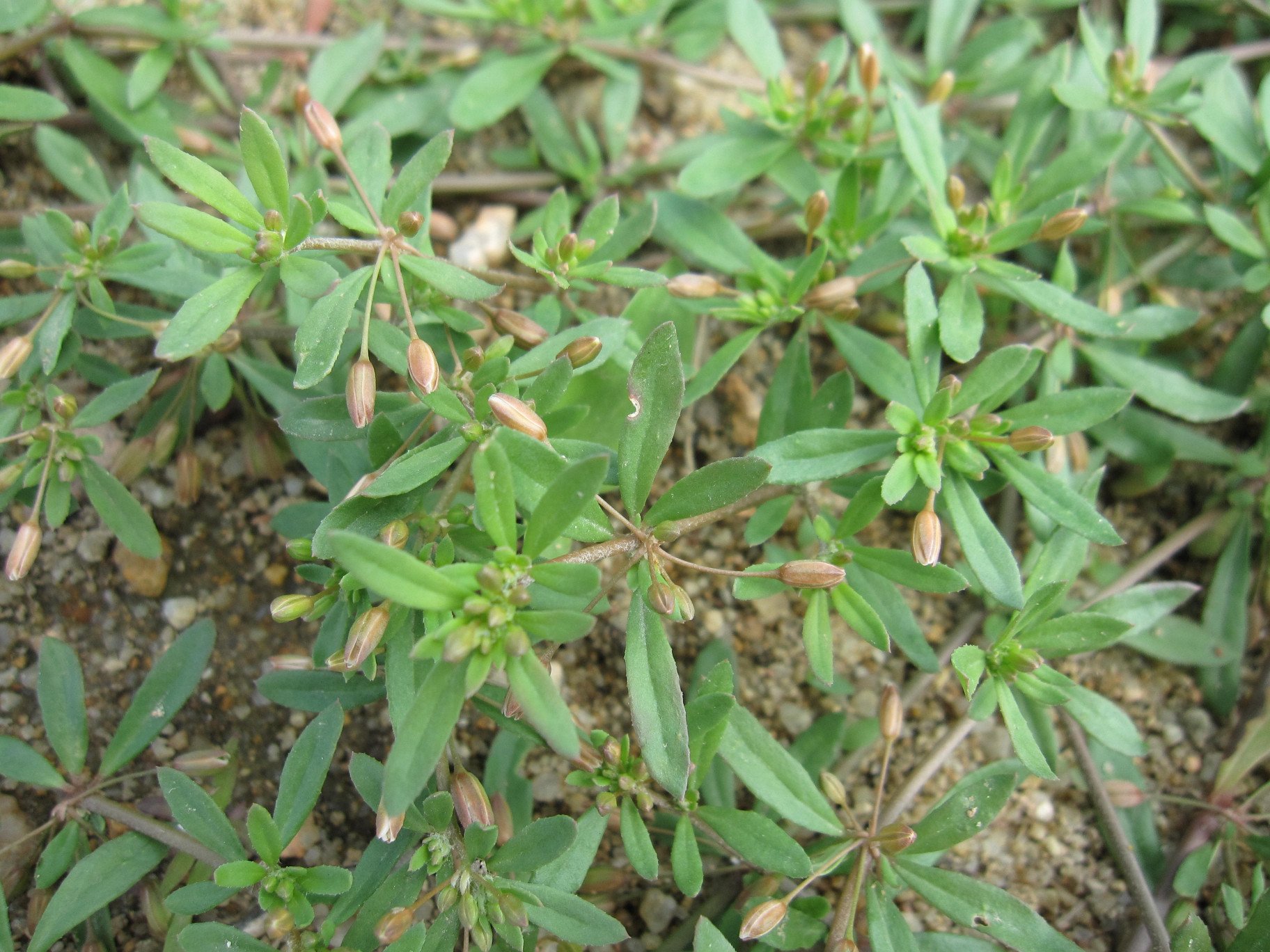 Hạt Giống Rau Đắng Đất