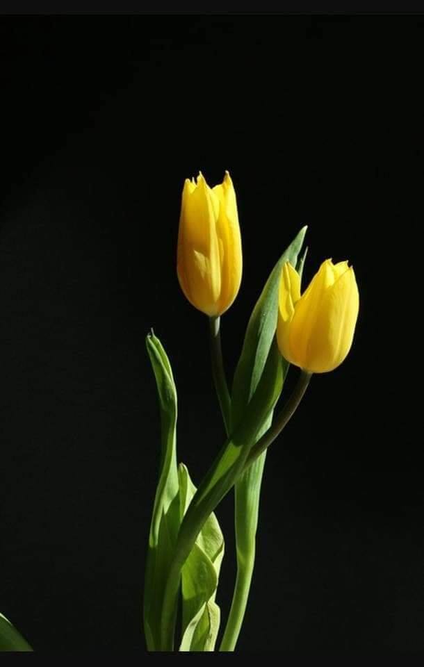 Bộ 5 củ giống hoa tulip màu vàng