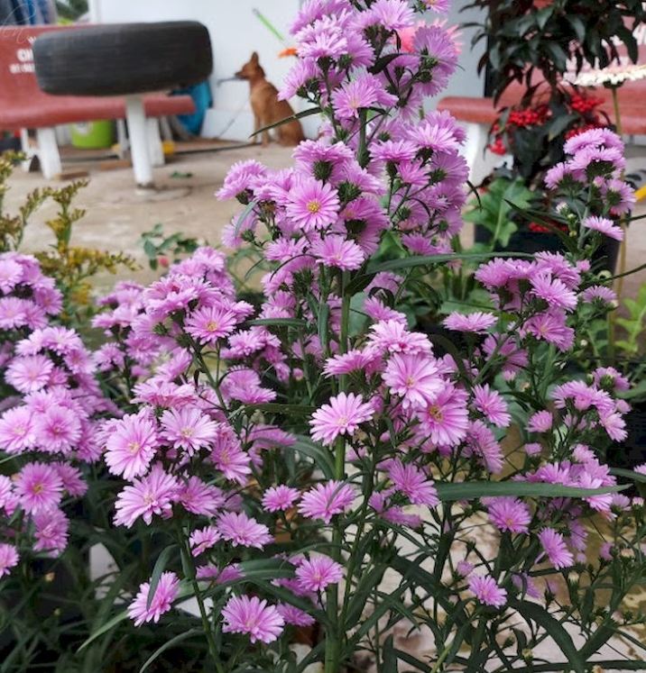Hạt Giống Hoa Cúc Thạch Thảo Cao Mix Màu