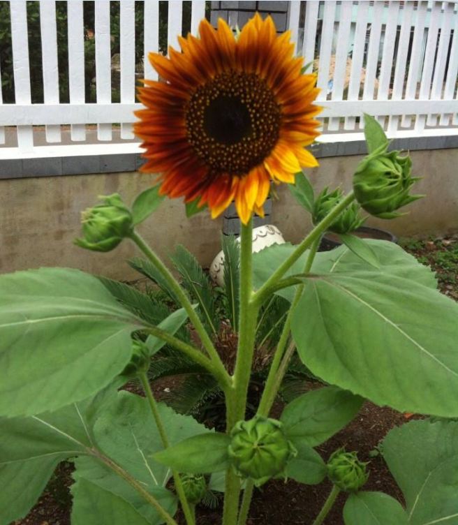 Hạt Giống Hoa Hướng Dương Cam