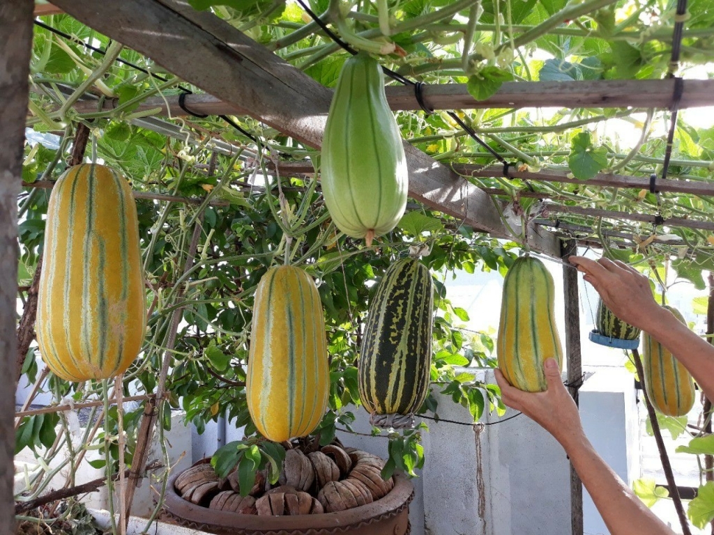 Hạt Giống Dưa Gang Cao Sản F1