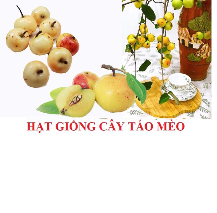 Hạt giống cây táo mèo gói 20 hạt
