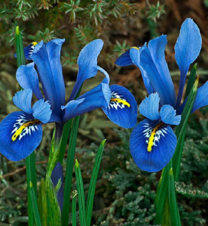 Hạt Giống Diên Vĩ Xanh (Iris Xanh )