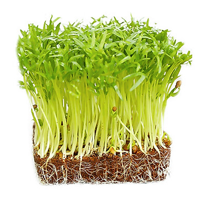 Hạt Giống Mầm Rau Muống - Gói 30gram