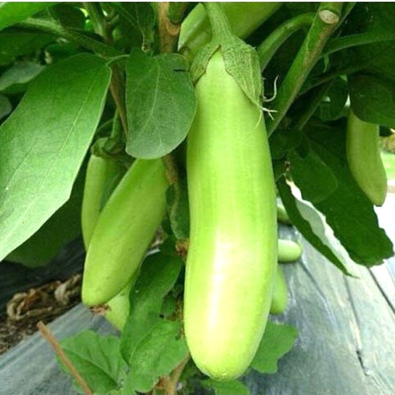 Hạt Giống Cà Xanh Mỡ Dài